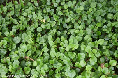 Plectranthus verticillatus lush green foliage.