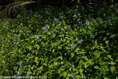 Plectranthus zuluensis plants in flower.