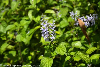 Plectranthus zuluensis blue flowers above lush foliage.