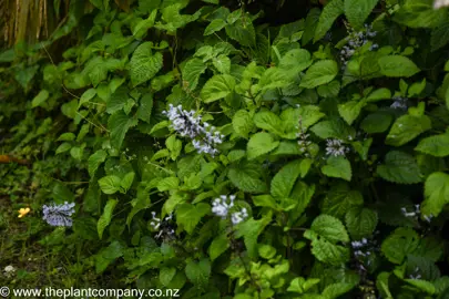 Plectranthus zuluensis shrub.