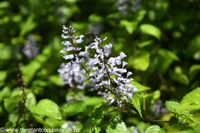 Plectranthus zuluensis blue flowers above lush green leaves.