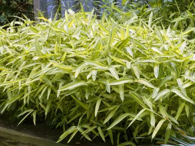 Pleioblastus viridistriatus plant with variegated foliage.