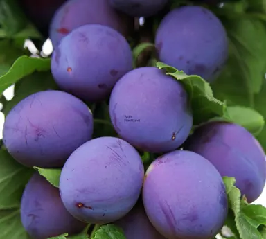 Plum 'Angelina Burdett' fruit.