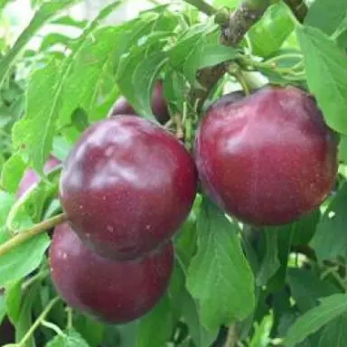 Plum 'Billingtons Early' fruit.