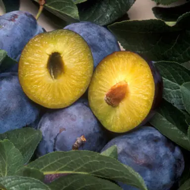 Plum 'Black Amber' fruit.