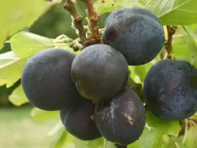 Plum 'Black Prince' fruit.