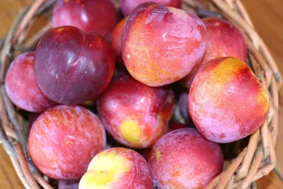 Plum 'Burbank' fruit.