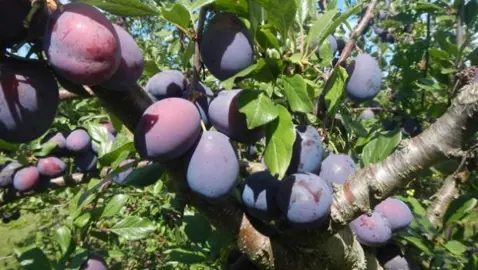 Plum 'Cheviot' fruit.