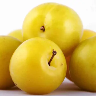 Plum 'Coe's Golden Drop' fruit.