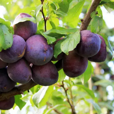 plum-double-grafted-