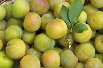 Plum 'Greengage' fruit.