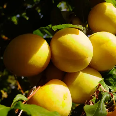 Plum Kereru Gold yellow fruit on a tree.