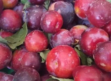 Plum 'Mclean' fruit.