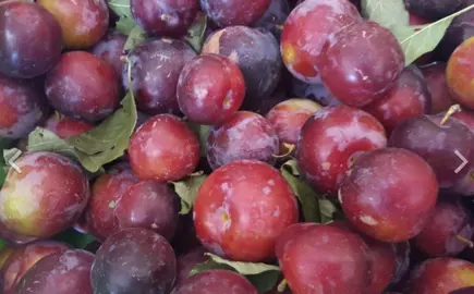 plum-purple-king-