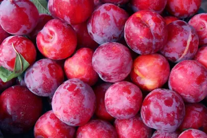 Plum 'Rose Zee' fruit.