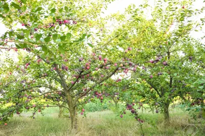 plum-ruby-queen-1