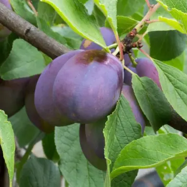 Plum 'Sharp's Early' fruit.