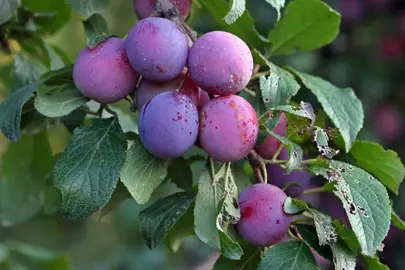 Plum 'Stanley' fruit.