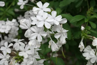 Plumbago auriculata 'Alba' plant with white flowers.