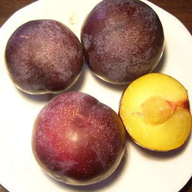 Plumcot 'Scarlet Sunrise' fruit.