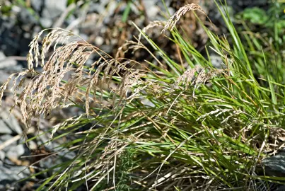 Poa anceps plant with brown flower heads.