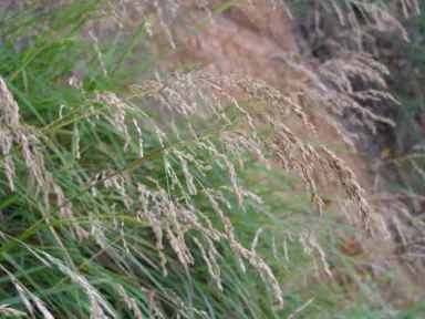 Poa anceps plant in flower.