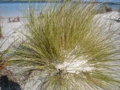 Poa billardierei grass growing at a beach.