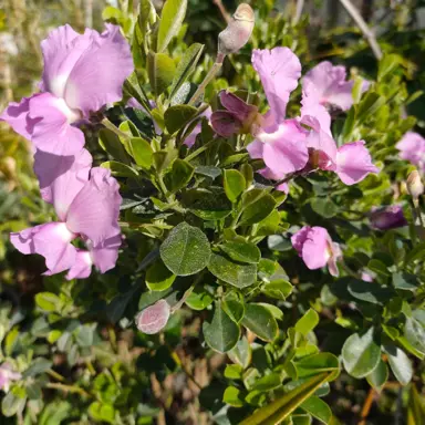 Podalyria Compact Gem plant with pink flowers.