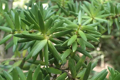 podocarpus-cunninghamii-2