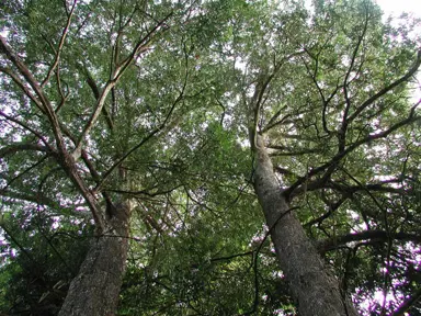 Large Podocarpus elatus trees.
