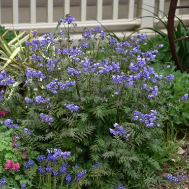 polemonium-heaven-scent-