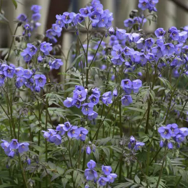 polemonium-heaven-scent-1