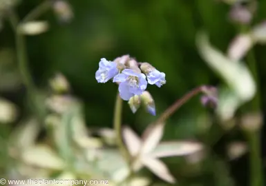 polemonium-stairway-to-heaven--3