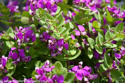 polygala-petite-butterfly--1