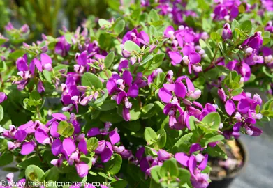 polygala-petite-butterfly--3