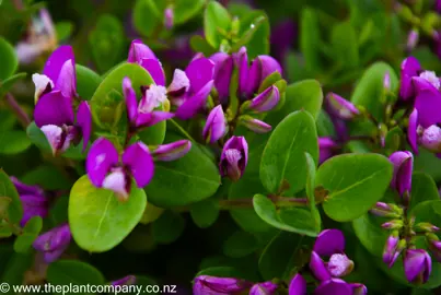 polygala-petite-butterfly--4