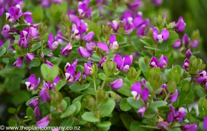 polygala-petite-butterfly--5