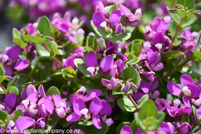 polygala-petite-butterfly-