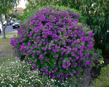 polygala-grandiflora-