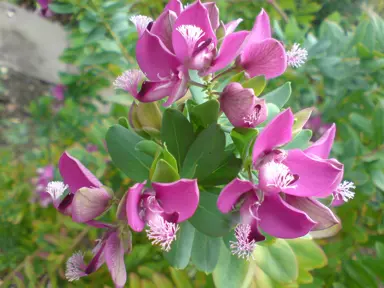 polygala-grandiflora-1