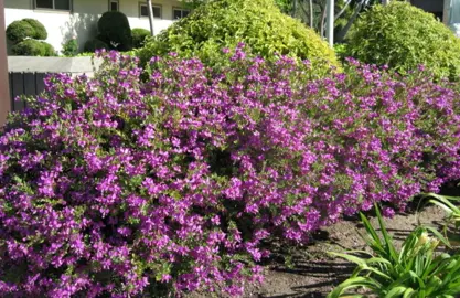 polygala-grandiflora-2