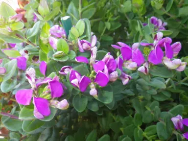 polygala-dazzler-2