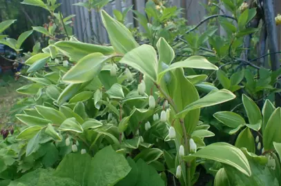 Polygonatum multiflorum variegatum flowers and foliage.