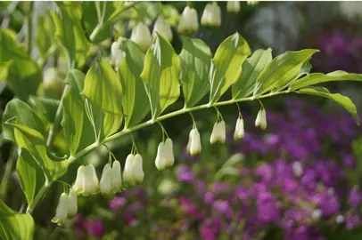 Polygonatum multiflorum white flowers and lush green foliage.