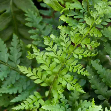 polystichum-braunii-2