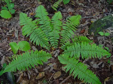 polystichum-braunii-3