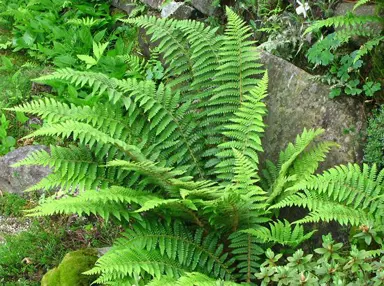 polystichum-braunii-4