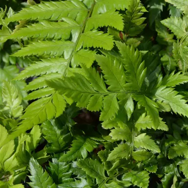 polystichum-rigens-