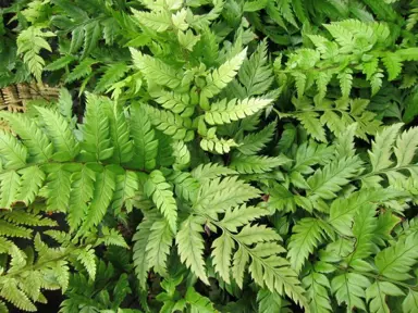 polystichum-rigens-1