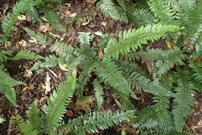 polystichum-rigens-2